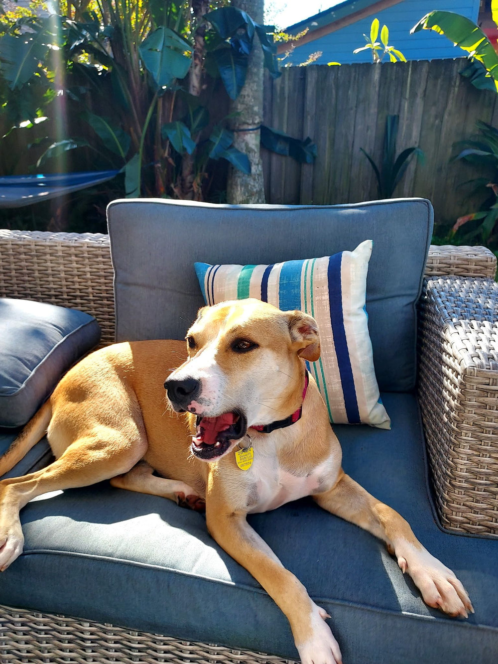 Jesse, Founding Dog of the Week
